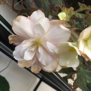 Meet your Posher, Allyson